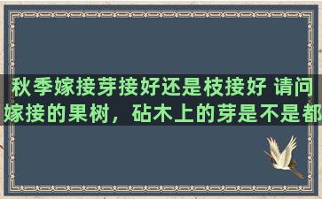 秋季嫁接芽接好还是枝接好 请问嫁接的果树，砧木上的芽是不是都直接去掉就行了